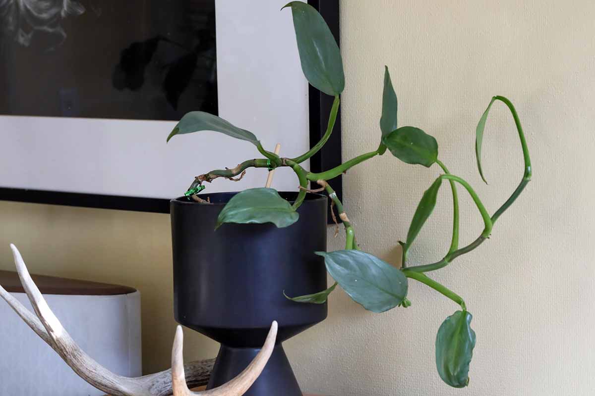 A horizontal image of a 'Silver Sword' philodendron growing in a small black pot.