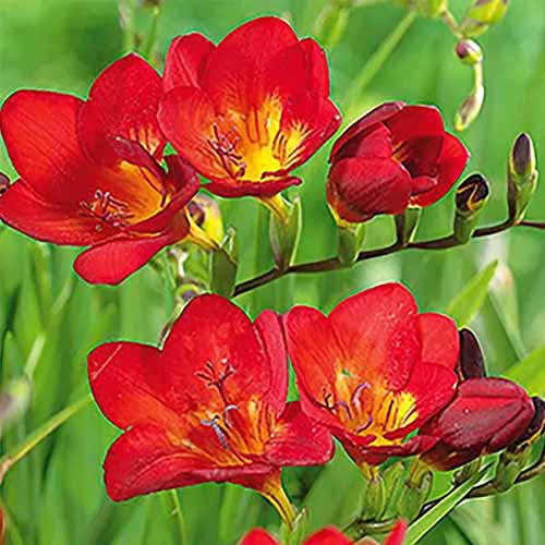 A close up square image of bright red and yellow single-petaled freesia flowers pictured on a green soft focus background.