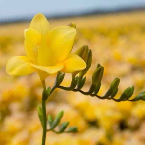 A close up square image of a yellow single-petaled freesia flower pictured on a soft focus background.