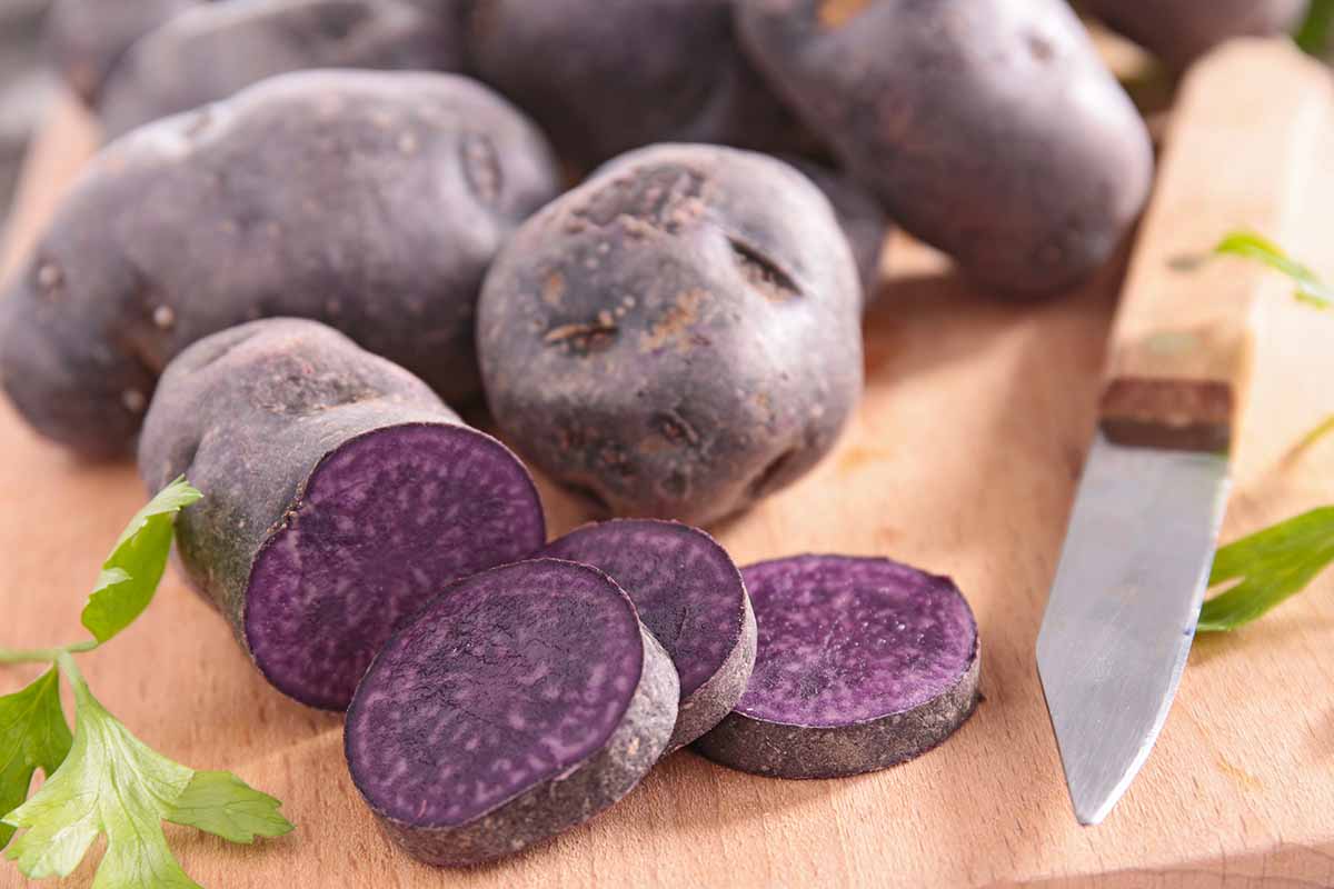 A close up horizontal image of whole and sliced purple potatoes on a wooden chopping board with a knife.