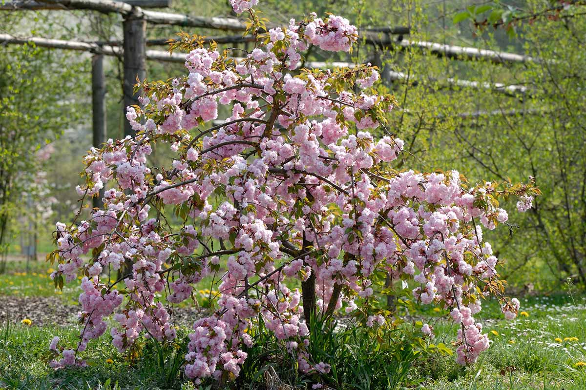 A horizontal image of a Prunus serrulata 'Kiku-shidare-zakura' specimen growing in the grass outdoors.