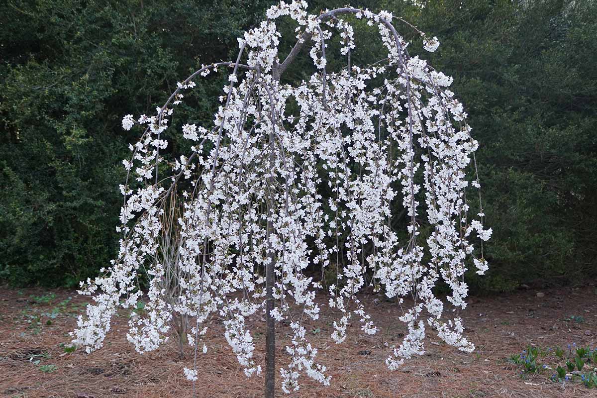 A horizontal image of a beautiful white weeping cherry tree blooming in early spring in front of a line of pine trees.