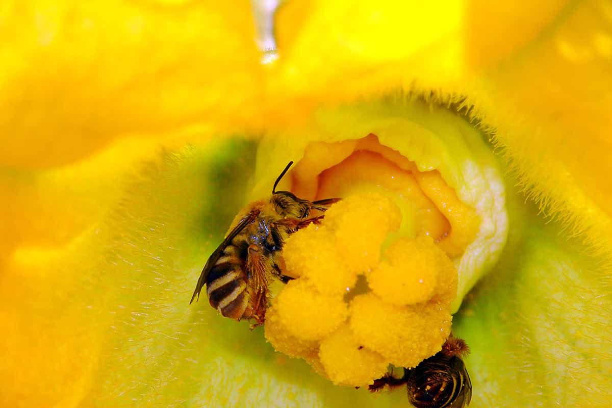 A close up horizontal image of two solitary bees pollinating a squash flower.