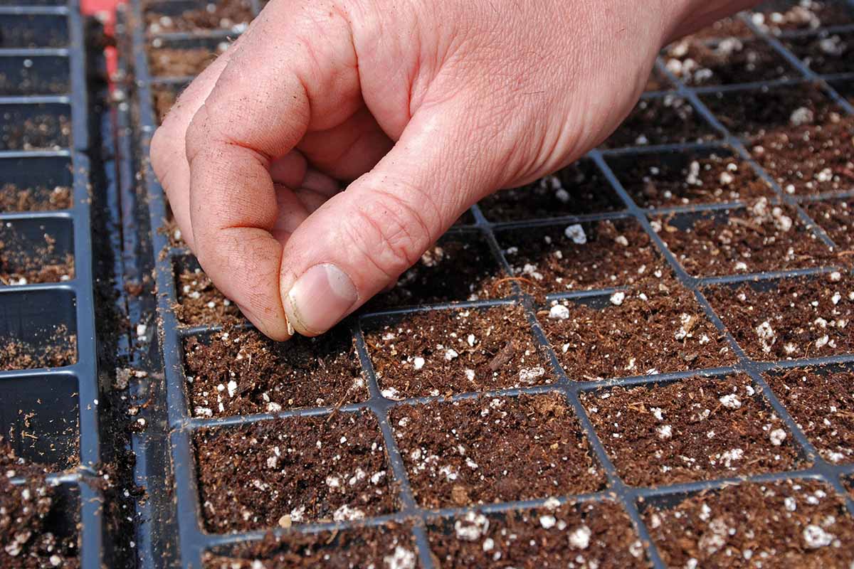 A close up horizontal image of a hand from the top of the frame sowing seeds into a multi-celled tray.