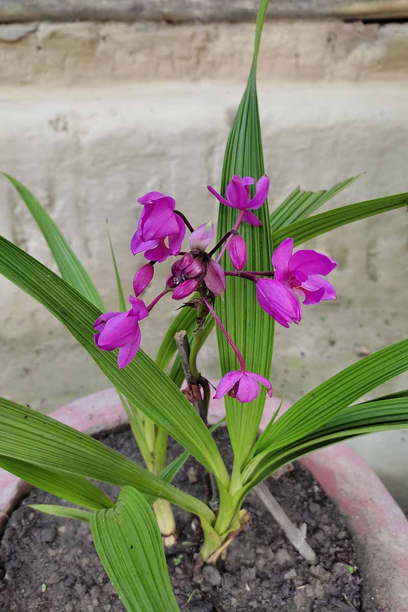 A vertical photo of a spathoglottis orchid growing in a terracotta pot.