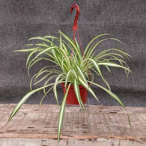 A square product photo of a spider plant on a brick counter with a gray background.