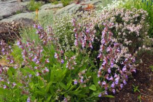 A close up horizontal image of flowers and herbs growing in the spring garden.