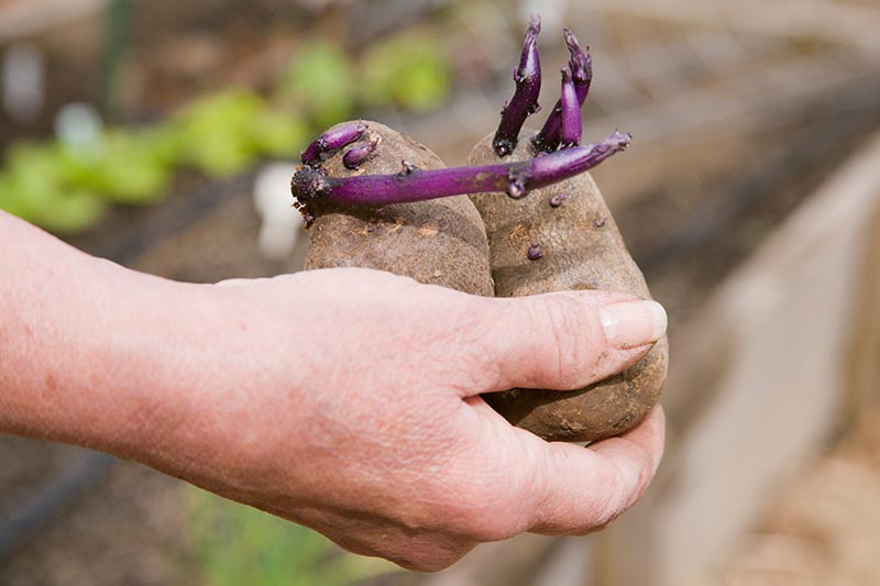 A close up horizontal image of a hand from the left of the frame holding two sprouted 'Purple Majesty' tubers pictured on a soft focus background.
