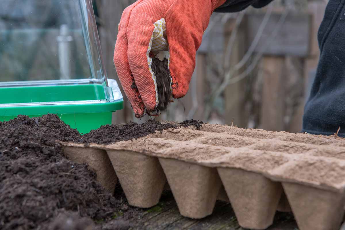 A close up horizontal image of a gloved hand from the top of the frame putting soil into biodegradable pots to start seeds in a greenhouse.