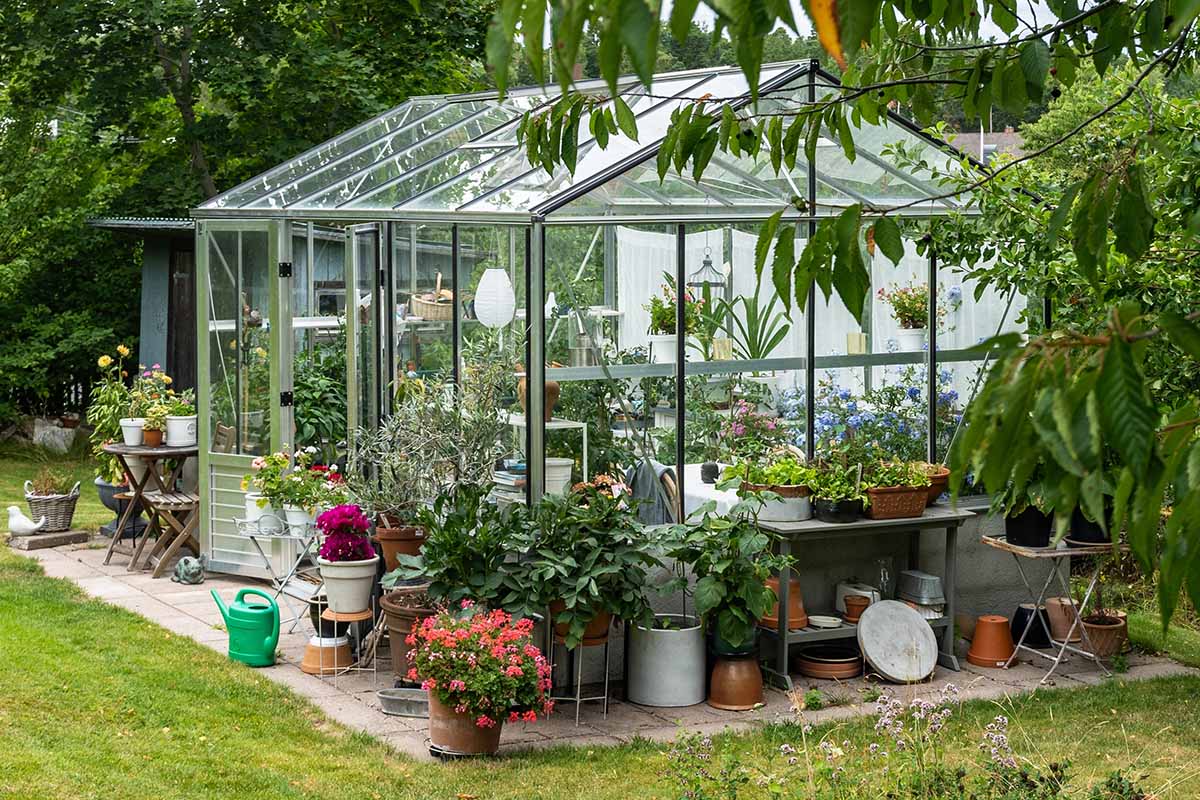 A close up horizontal image of a greenhouse with a variety of plants growing inside it and in containers on the ground around it.