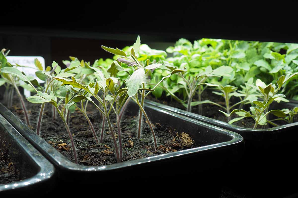 A close up horizontal image of trays of summer vegetable seedlings growing under grow lights.