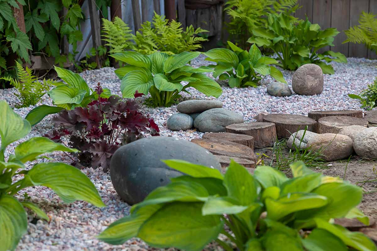 A horizontal image of an outdoor garden with hostas, ferns, heuchera, moderately-sized rocks, and gravel mulch. In the background is a wooden picket fence.