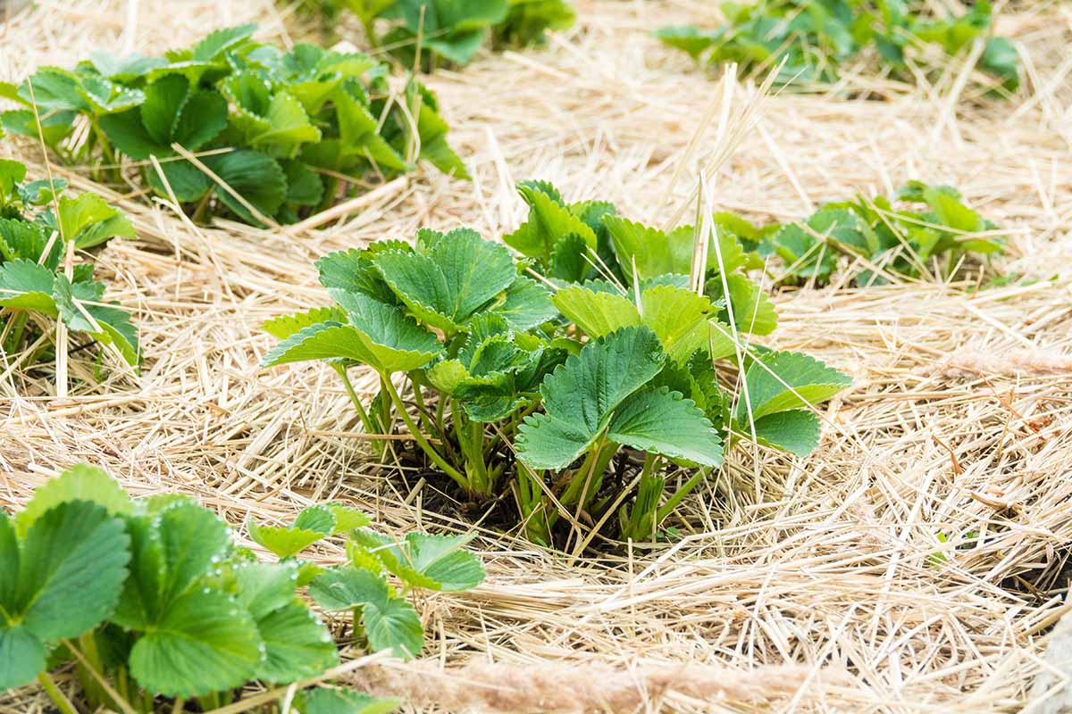 A horizontal shot of several young strawberry plants that are surrounded by straw mulch.