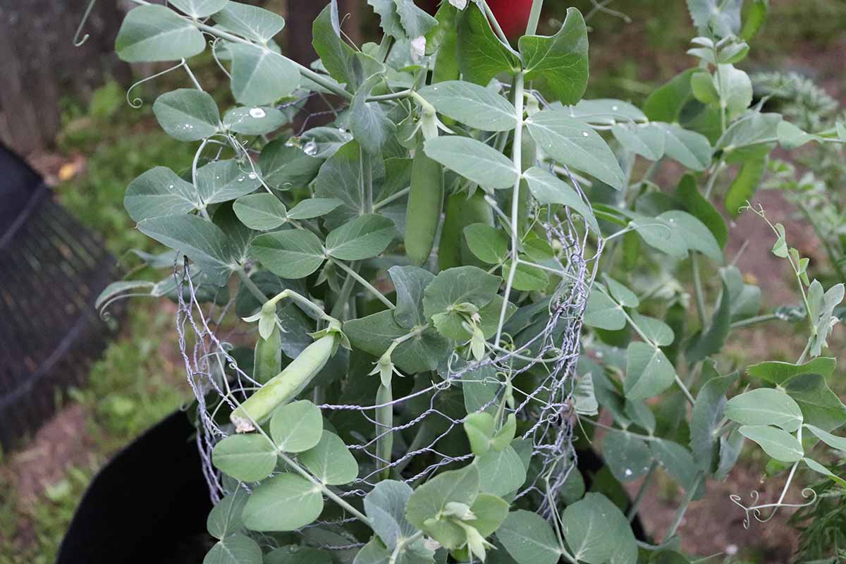 A horizontal shot of 'Sugar Daddy' peas growing in a grow bag with a wire trellis supporting the plant.