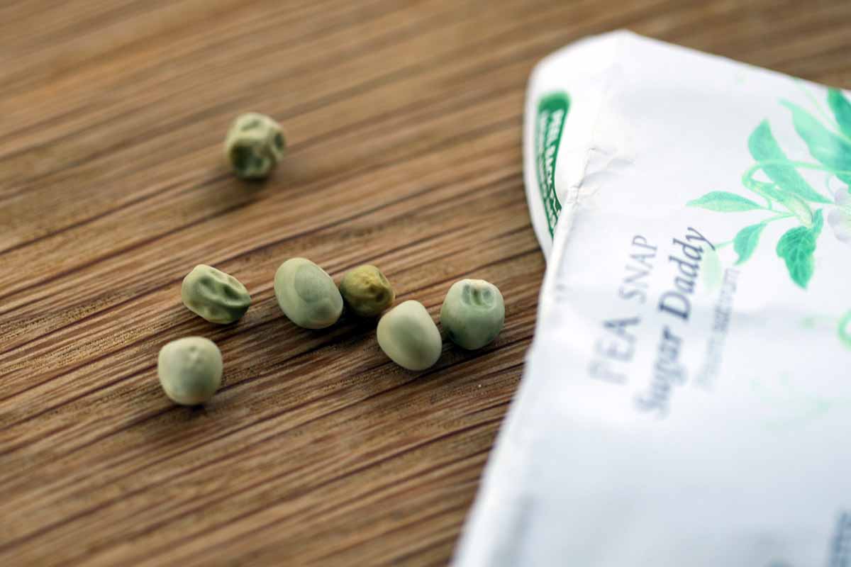 A horizontal shot of 'Sugar Daddy' pea seeds next to the white seed packet lying on a wooden table.