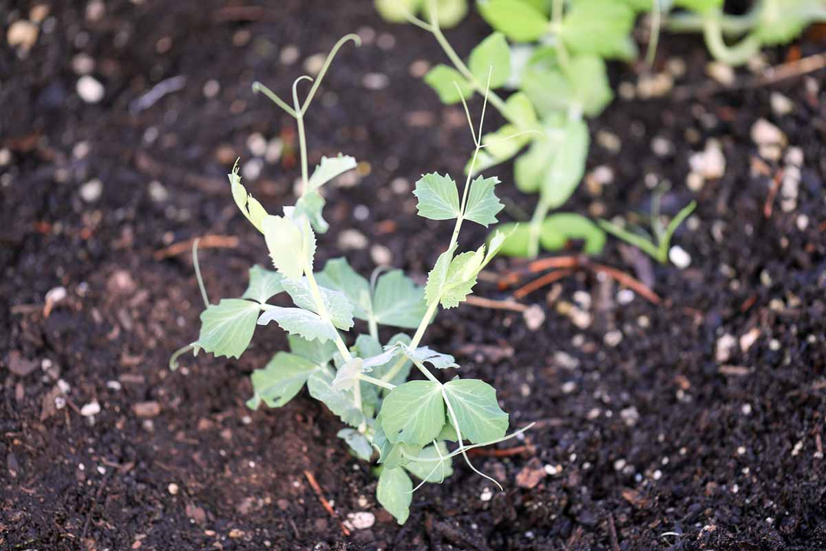 A horizontal shot of a 'Sugar Daddy' seedling growing in rich, dark garden soil.