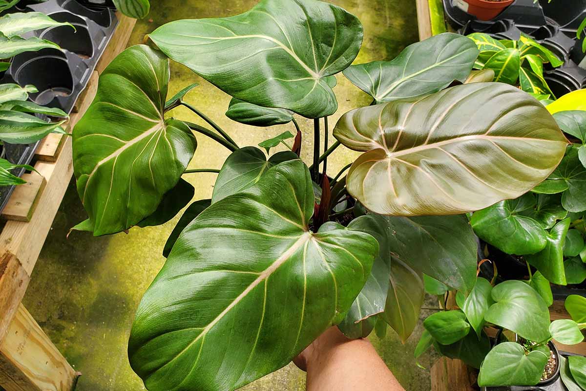 A horizontal image of the large foliage of 'Summer Glory' growing in a pot in a greenhouse.