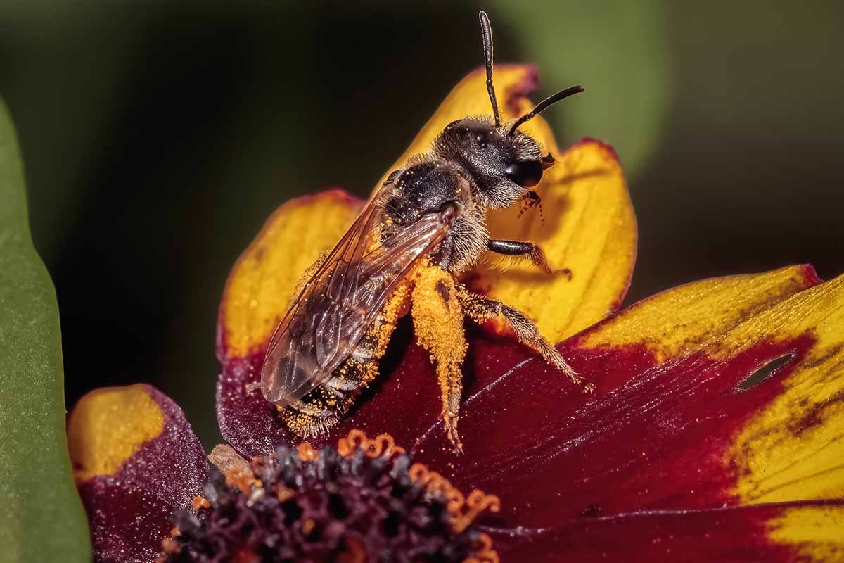 A close up horizontal image of a single sweat bee covered in pollen on the petal of a flower, pictured on a soft focus background.