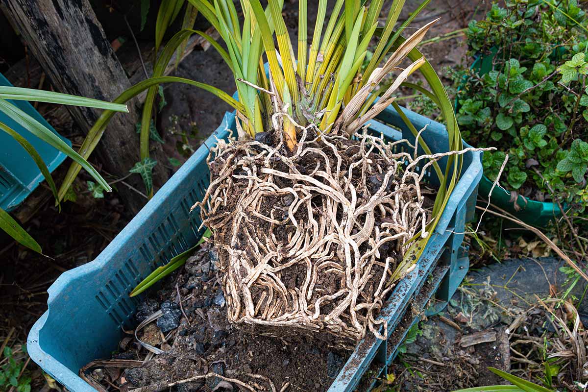 A horizontal photo of a terrestrial orchid dug out of the ground sitting in a green crate.