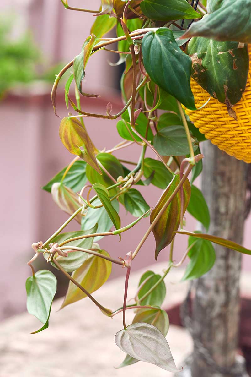 A close up vertical image of a potted velvet-leaf philodendron trailing over the side of the container on a balcony.