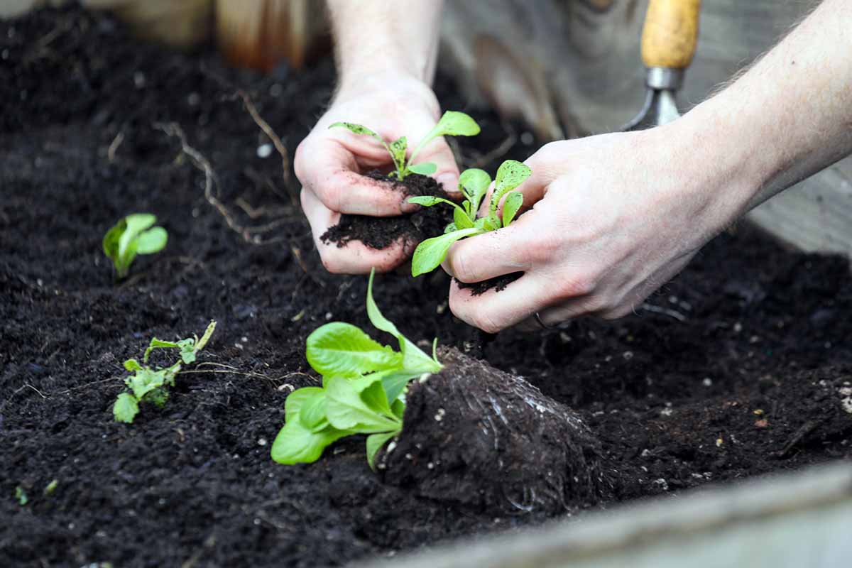 A horizontal close up of a gardener's hands dividing young winter density lettuce seedlings and preparing to plant them in rich, dark garden soil.