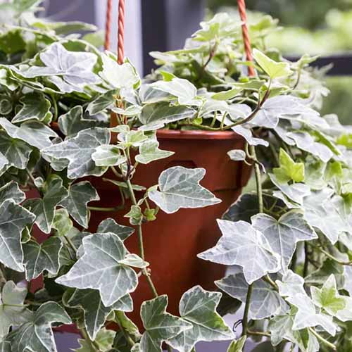 A square product photo of  variegated English ivy in a hanging basket.