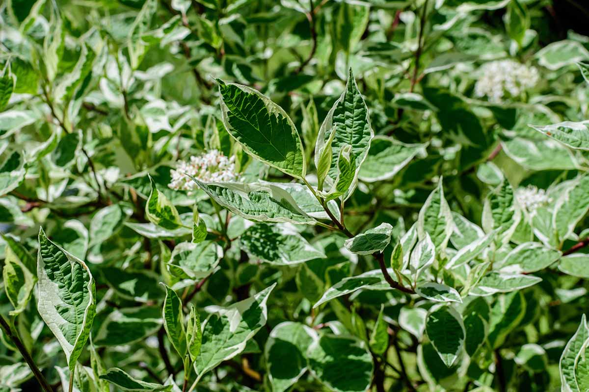 A horizontal image of many small variegated green and white leaves on the branches of a Cornus alba 'Elegantissima' shrub in a sunny outdoor garden on a spring day.