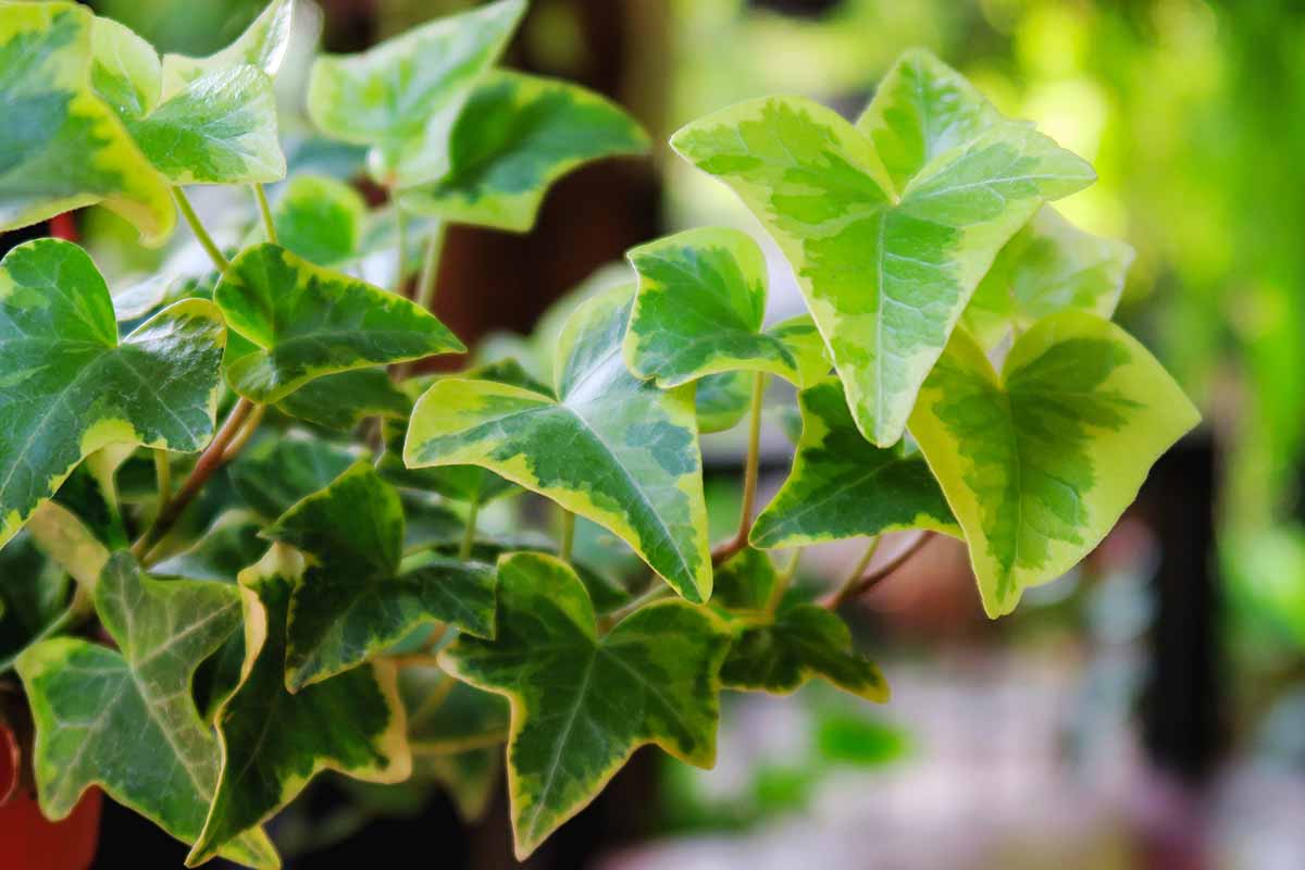 A close up horizontal image of variegated ivy growing in a pot indoors pictured on a soft focus background.