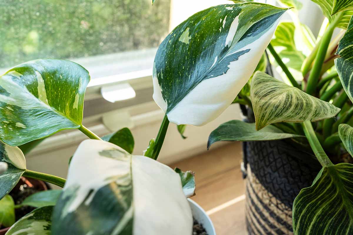 A close up horizontal image of a variegated philodendron and a striped one next to it set on a window sill.