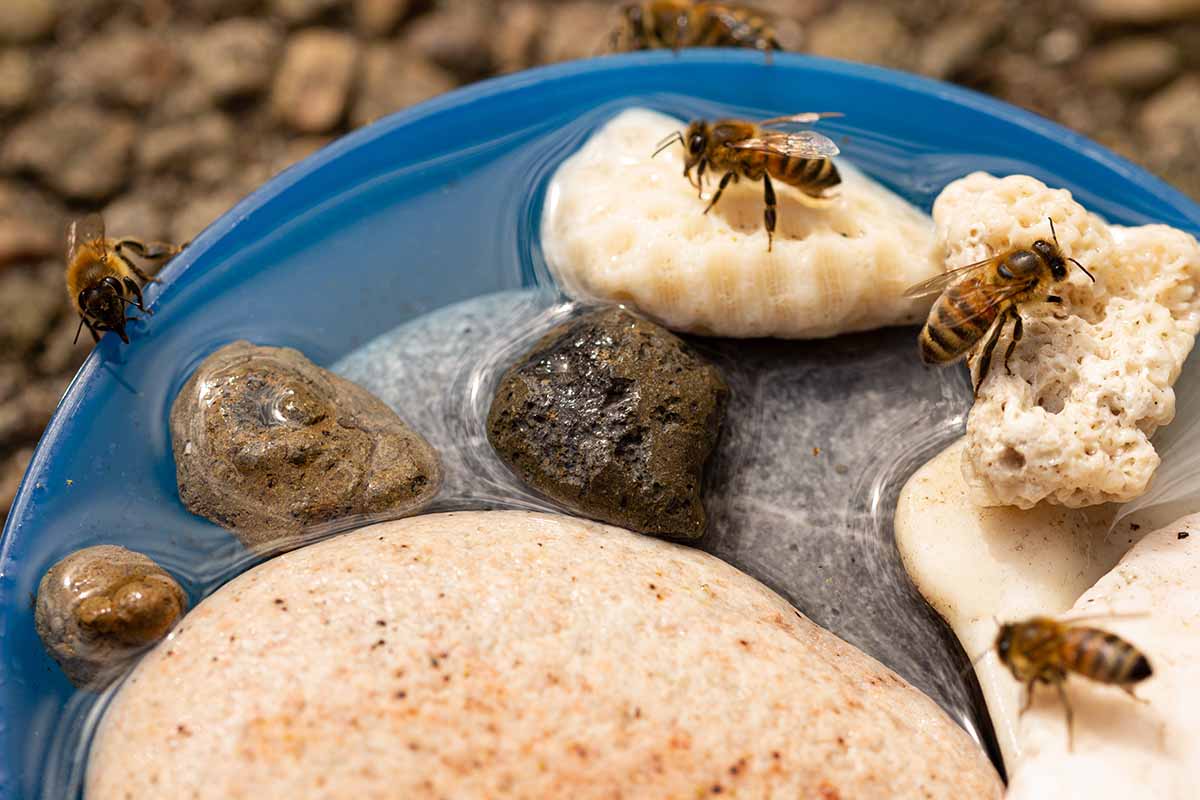 A close up horizontal image of a blue dish filled with small stones and water to provide hydration to bees.