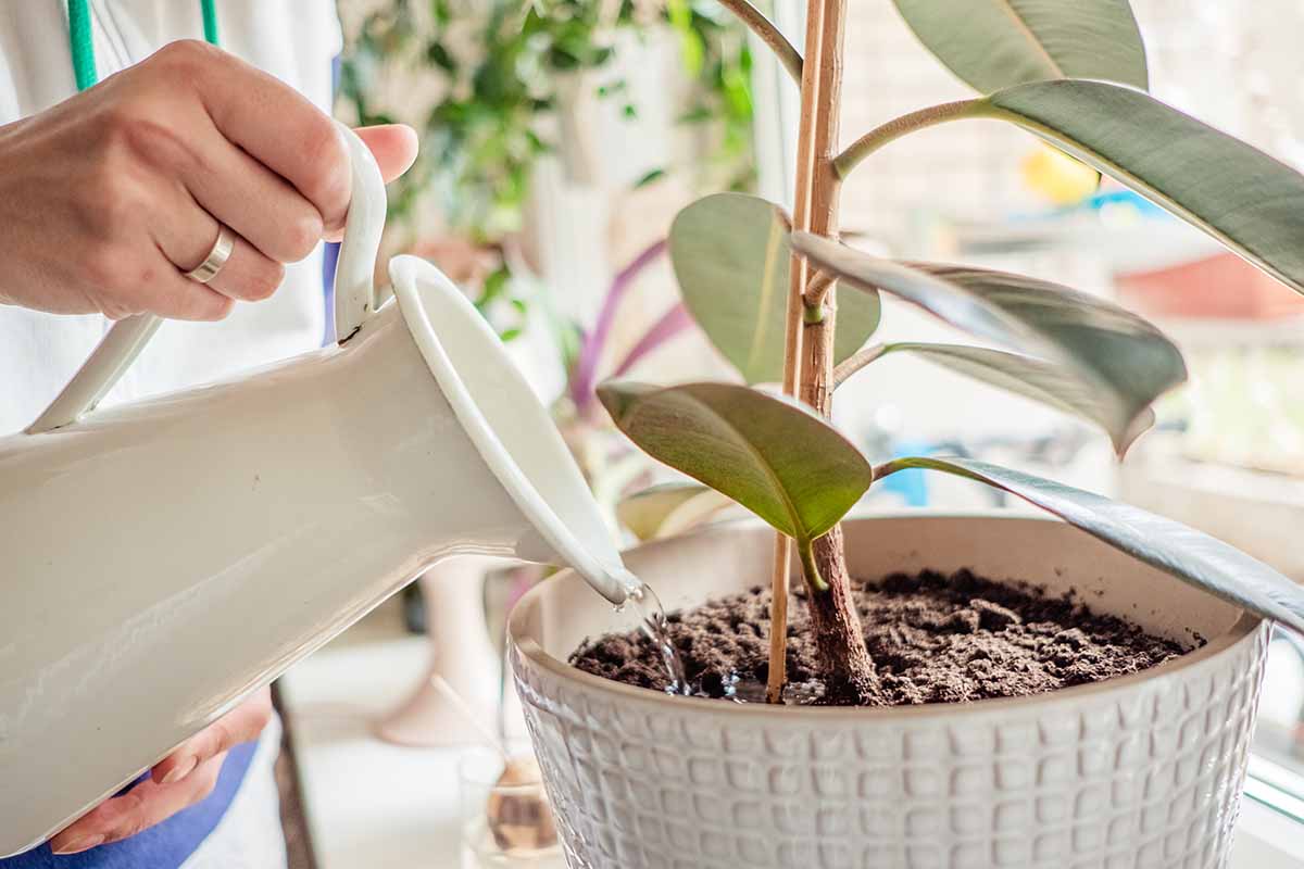 A close up horizontal image of a gardener watering a rubber tree growing in a decorative pot.
