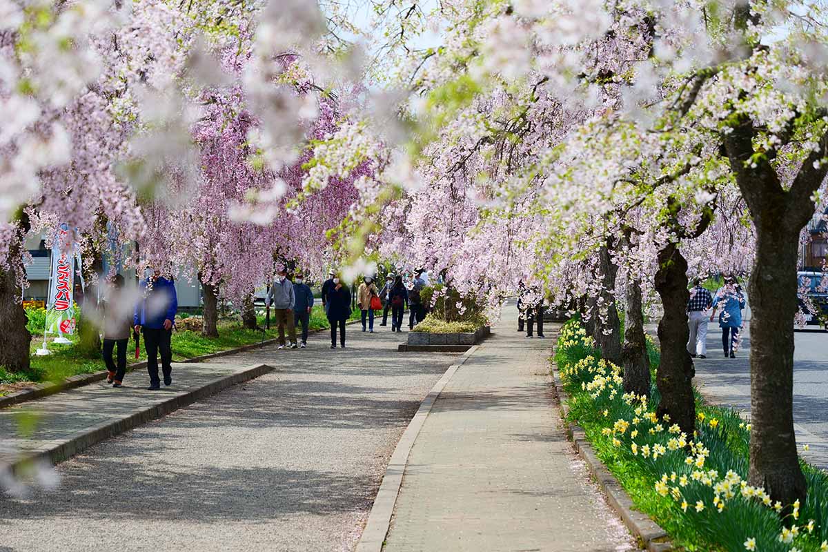 A horizontal image of two rows of weeping cherry trees growing on either side of a pavement path.