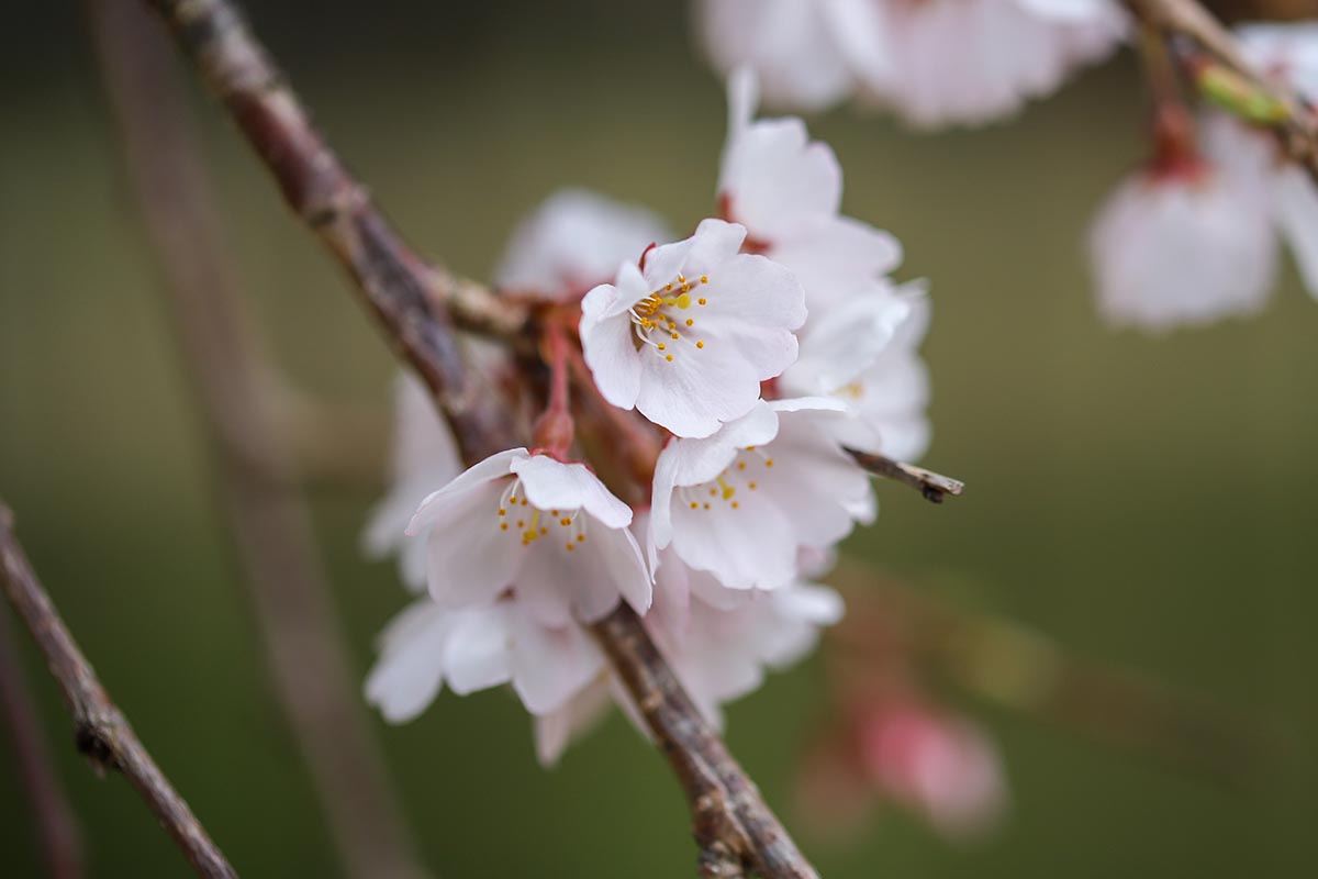 A horizontal close-up image of a the white blossoms of a weeping cherry tree growing outdoors at Kamigamo Shrine.