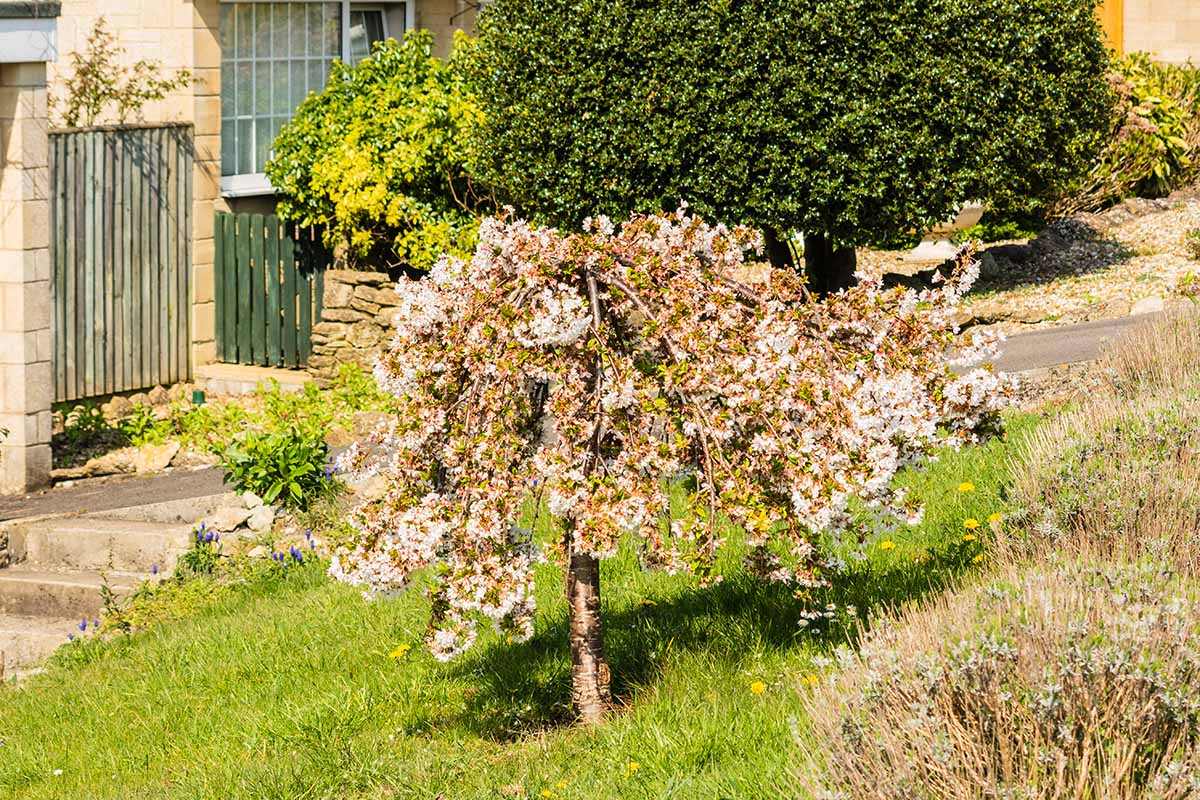 A dwarf white weeping cherry tree in blossom on the grassy hill in a front garden of a gated residence.