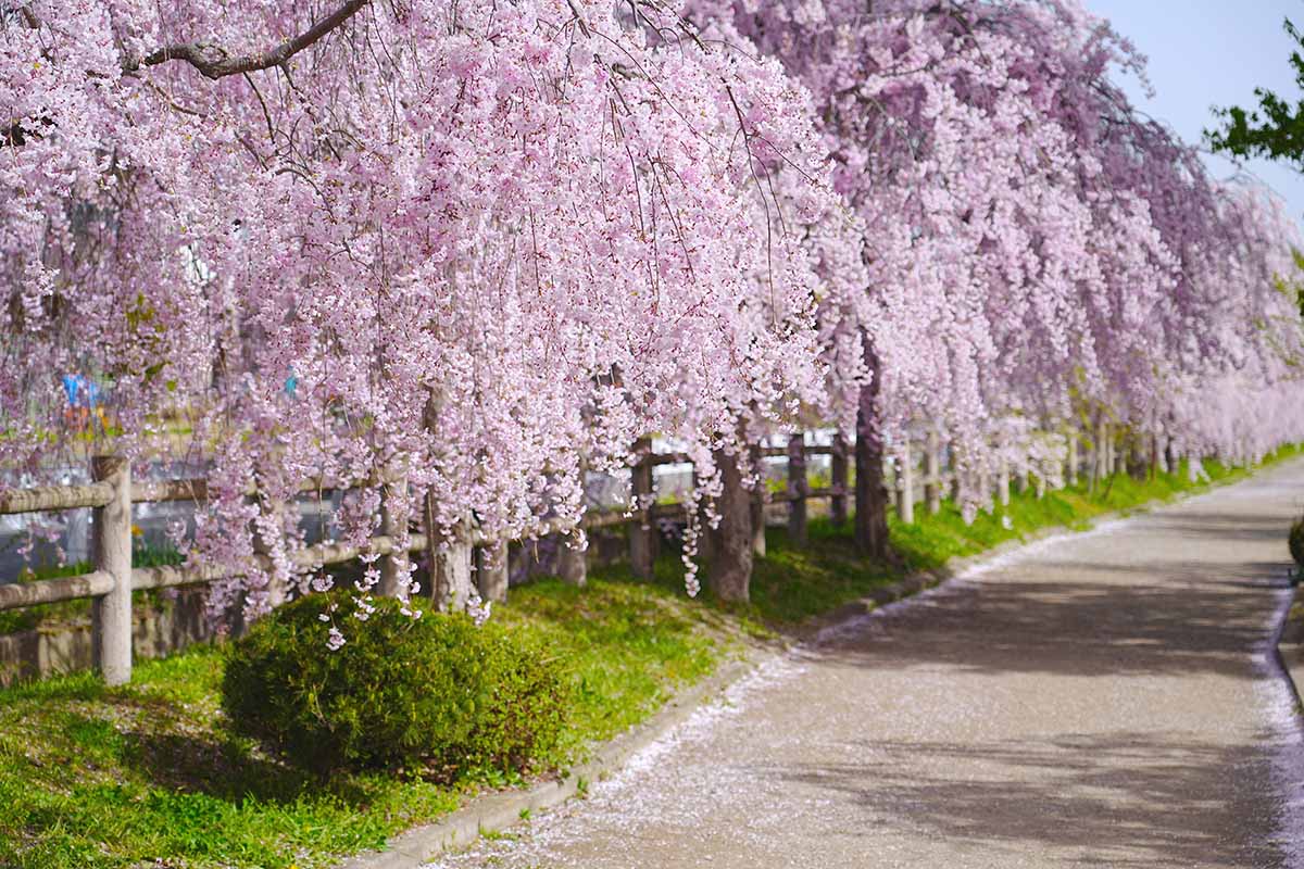 A walking route bordered by a line of pink weeping cherry blossom trees in Kitakata, Fukushima of Japan.
