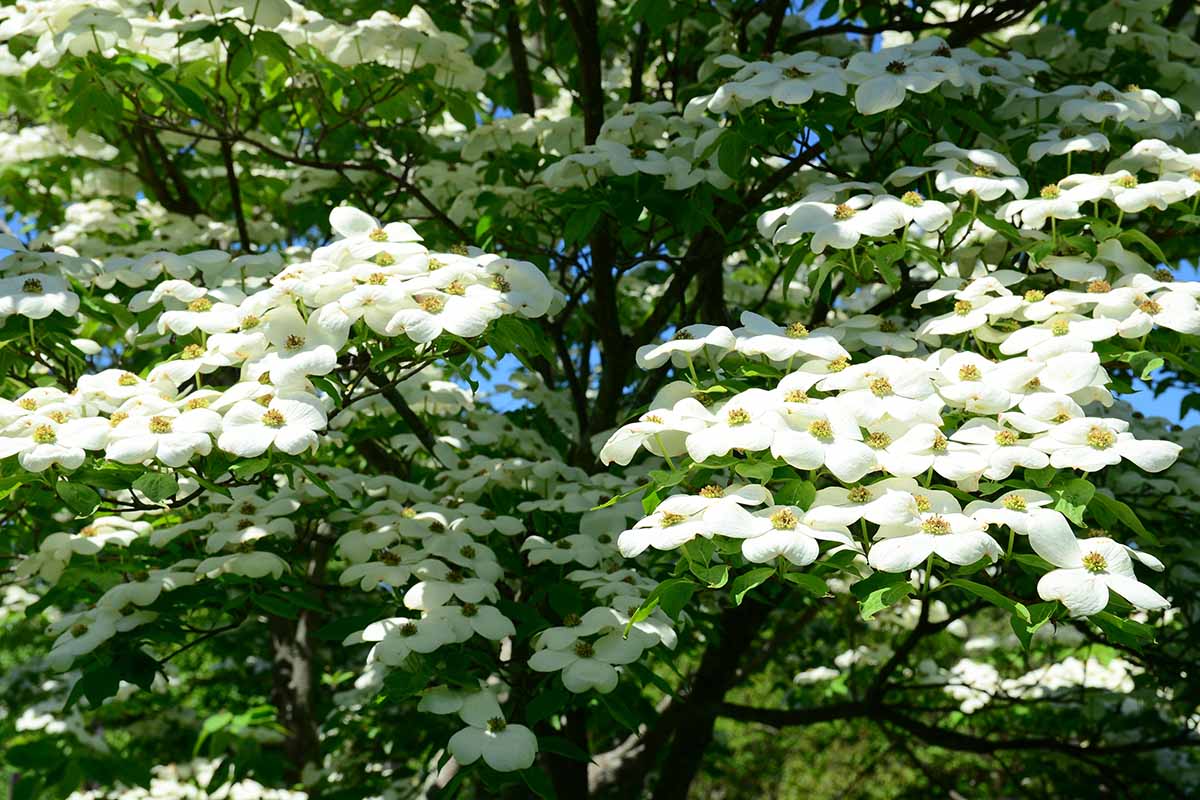 A horizontal closeup of a dogwood's beautiful white blossoms growing outdoors in the sun.