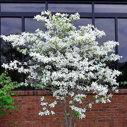 A square image of a white-flowering dogwood growing outdoors in front of a brick building's window.