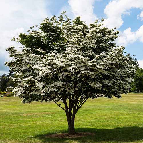 A square image of a white kousa dogwood growing in a sunny field of turf under a partially cloudy sky.