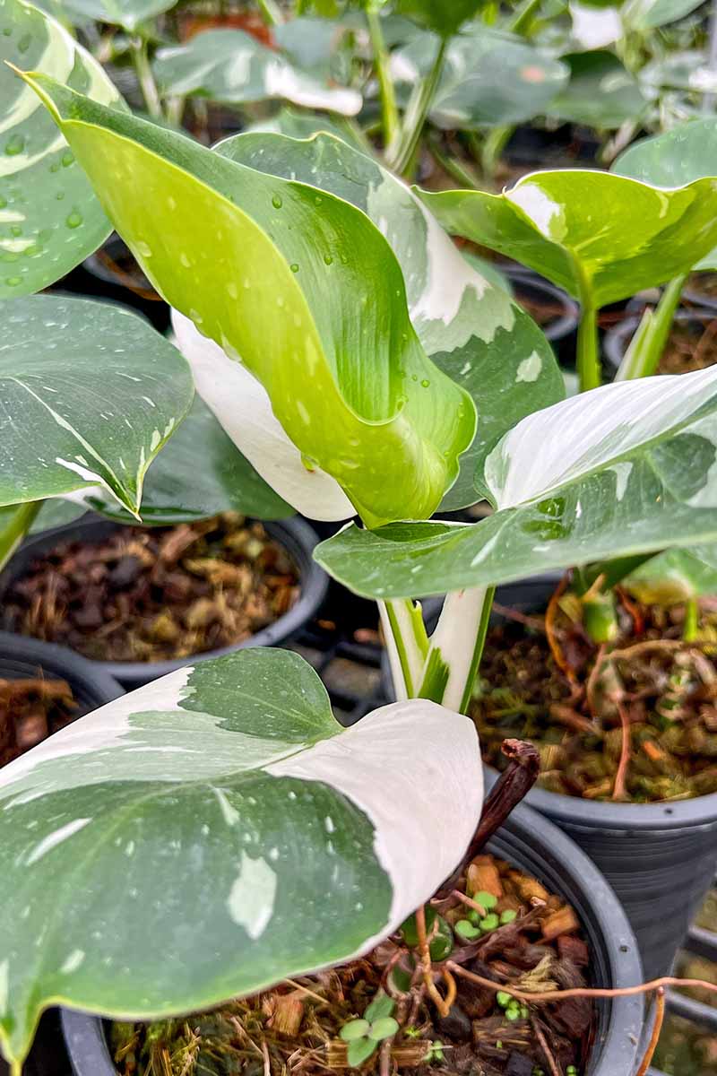 A vertical image of the variegated foliage of potted 'White Wizard' plants at a plant nursery.