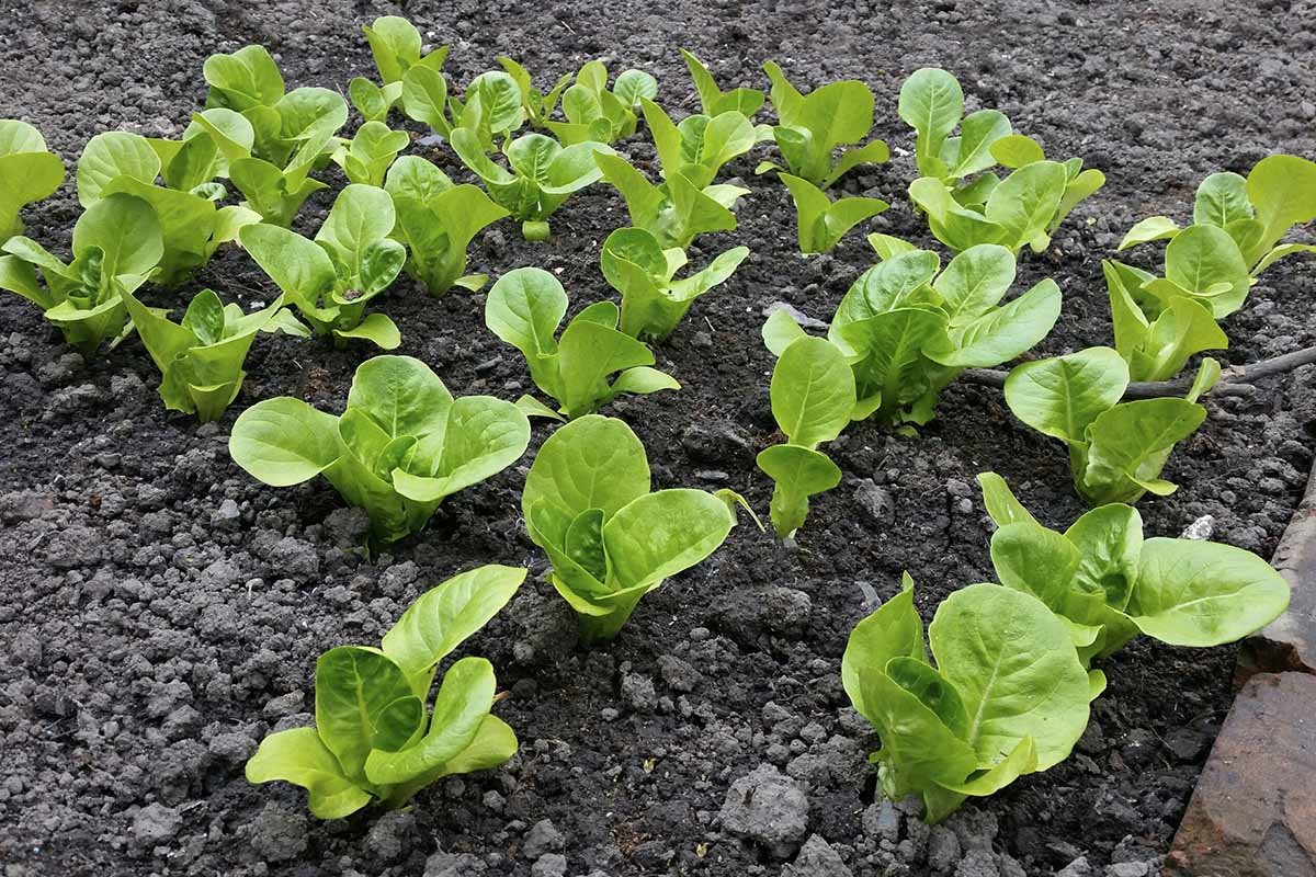 A horizontal photo of young, green and healthy lettuce seedlings planted in rows in a garden.