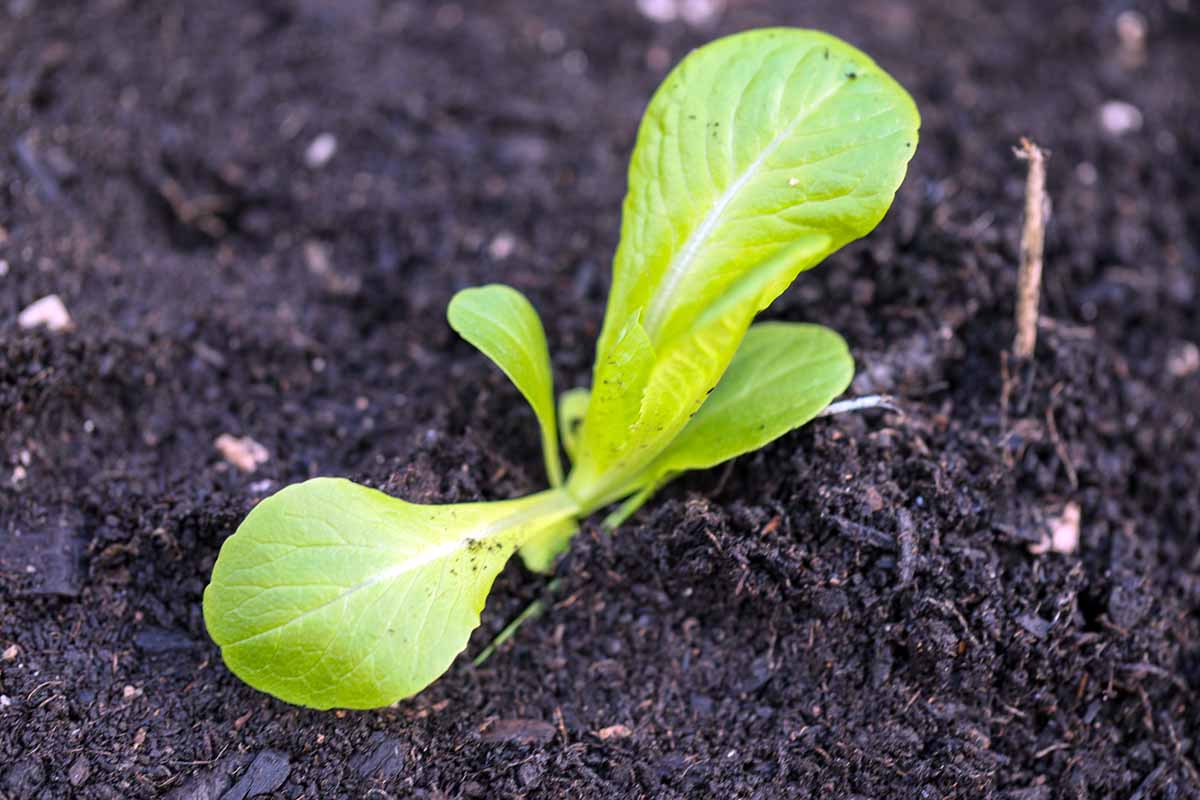 A horizontal close up of a winter density lettuce seedling with three leaves, and several small leaflets emerging.