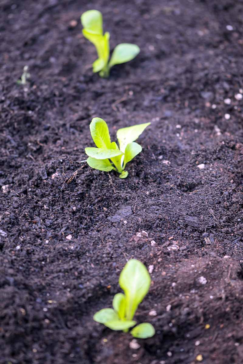 A vertical shot of several winter density lettuce seedlings in a row, freshly planted in rich garden soil.