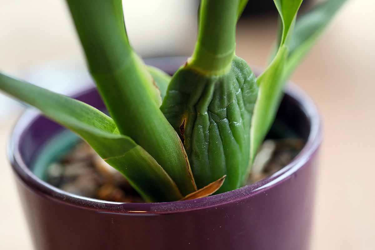 A horizontal close up of an orchid pseudobulb at the base of the plant that is dark green and wrinkled.