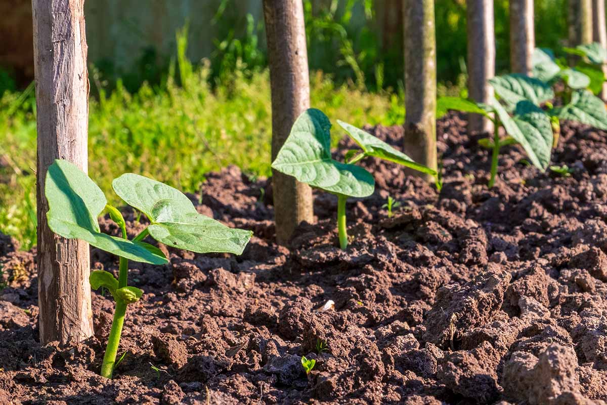 A close up horizontal image of a row of bean plants growing in dark, rich soil.
