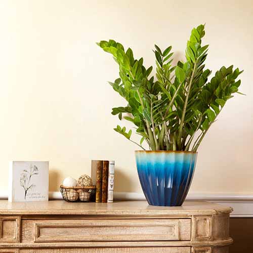 A square product photo of a ZZ plant in a blue ombre pot sitting on a desk.