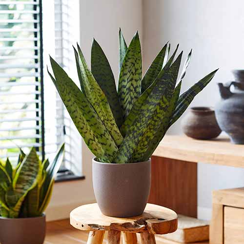 A square product photo of a Zeylanica snake plant sitting on a stool in a home office.