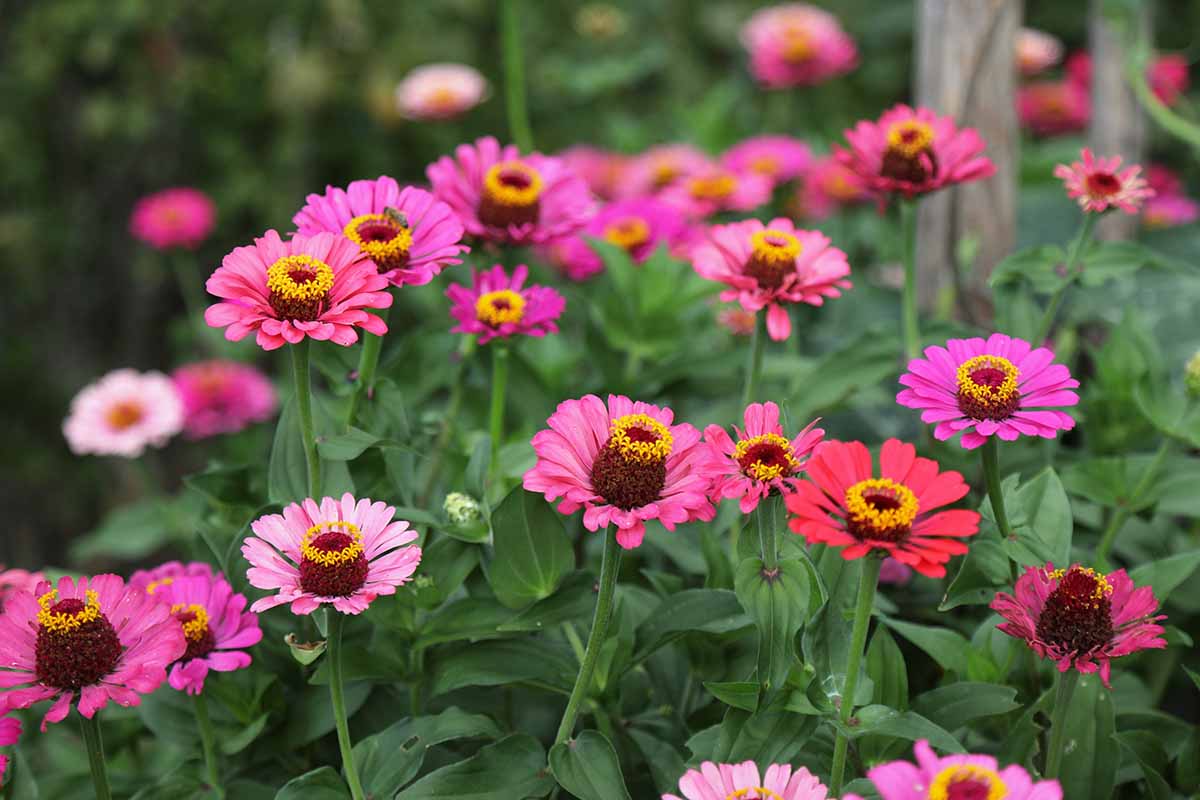 A close up horizontal image of bright pink zinnia flowers growing in the garden.