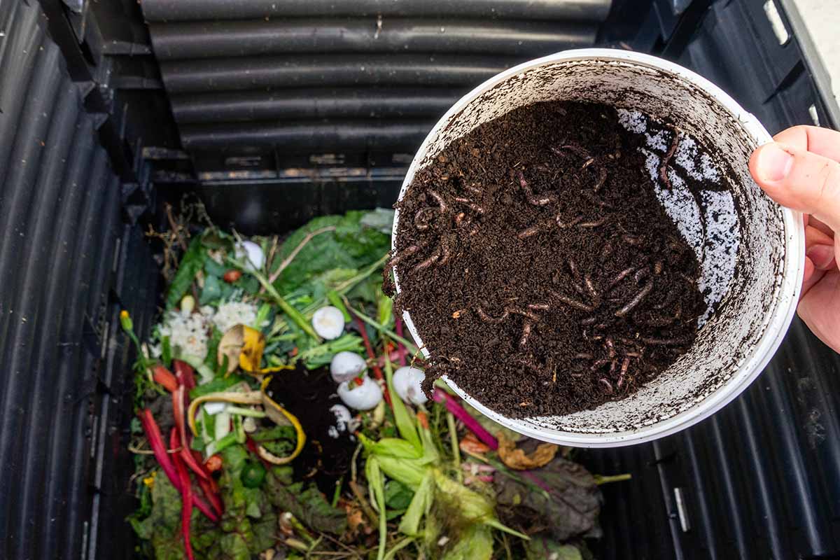 A horizontal photo from above of a crate with kitchen compost and a pail filled with soil and worms.