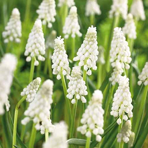 A square product shot of 'Album' muscari plants in bloom with white flowers.