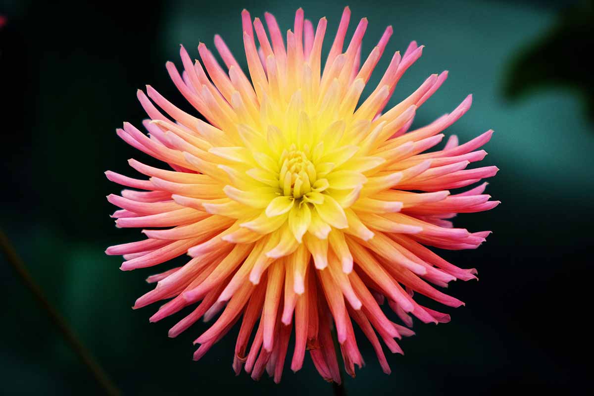 A close up horizontal image of a single pink and yellow 'Alfred Grille' dahlia flower pictured on a dark background.